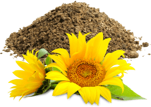 Sunflower-meal